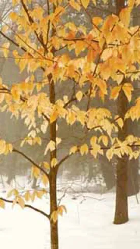winter_leaves180_1.jpg thumbnail