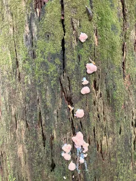 wit-pink-bumps.jpg thumbnail