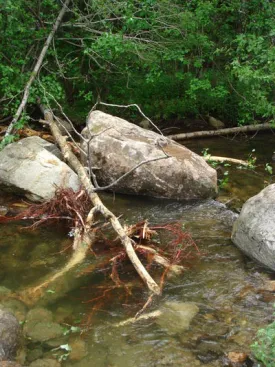 wood_in_water.jpg thumbnail