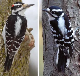 woodpeckers_spring16.jpg thumbnail