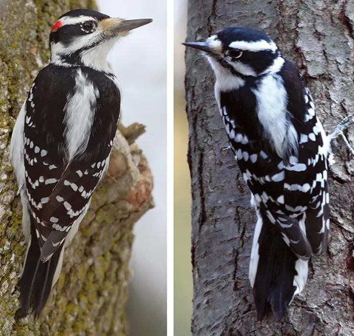 woodpeckers_spring16.jpg