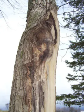 woodswise_pic.jpg thumbnail