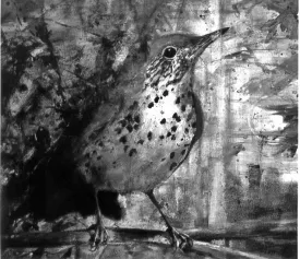 woodthrush_2.jpg thumbnail