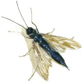 woodwasp.jpg thumbnail