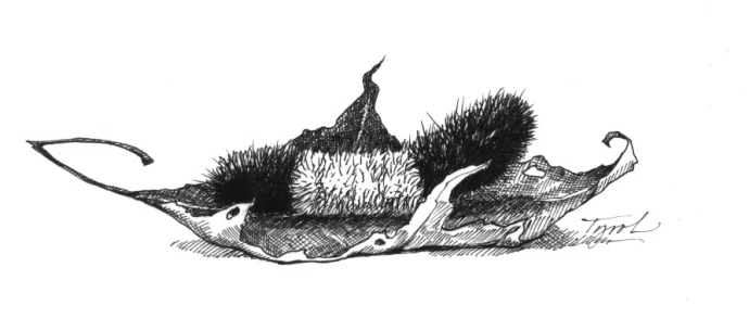 woolly_bear.jpg