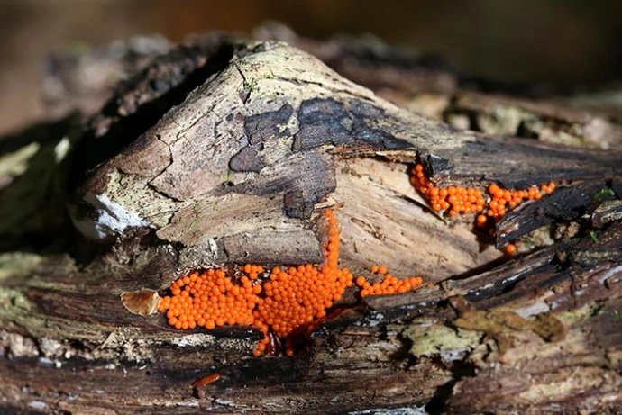 yellow-fuzz-slime-mold-026.jpg