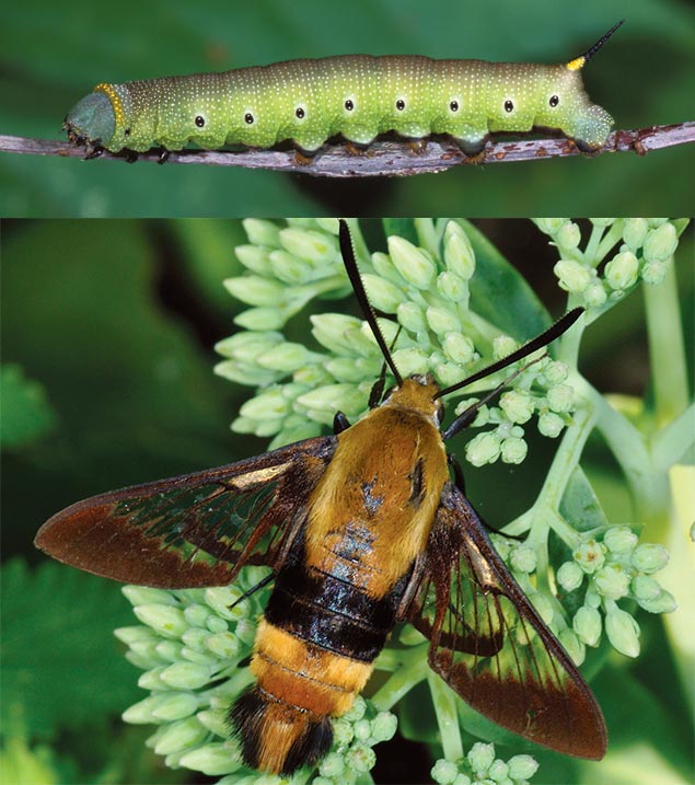 Transformations Which Caterpillar Becomes Which Butterfly - 