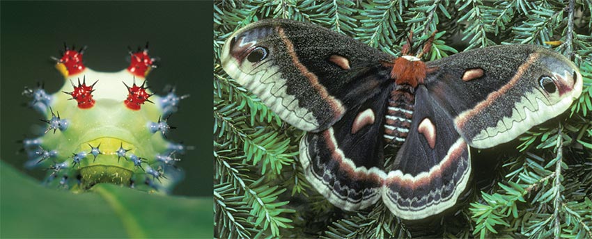 Transformations: Which Caterpillar Becomes Which Butterfly 