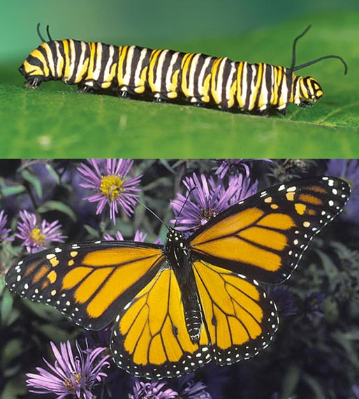 Transformations Which Caterpillar Becomes Which Butterfly