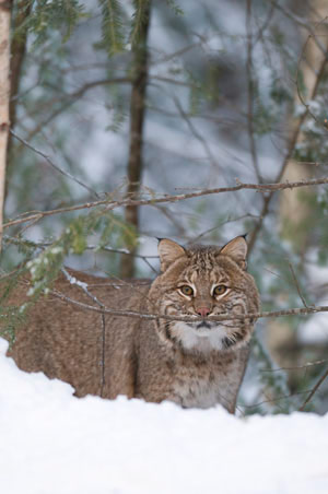 Ghost Cats of the Northern Forest: Canada Lynx…, Winter 2015, Articles