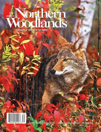 Photo by Susan C. Morse Autumn 2020 cover by Susan C. Morse