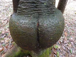 10---moontree2.jpg