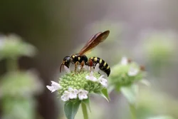 Stinging insect Photo: Jack Saul