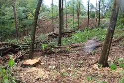 10_Excavator.jpg Photo: Northern Woodlands