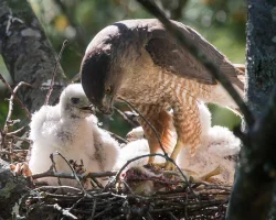 10_Hungry-Hawks.jpg