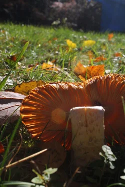 10_broken_mushroom_November.jpg