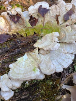 Log fungus Photo: Stephen Fox