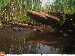 10_green_heron.jpg Photo: Northern Woodlands