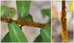 Aphids Photo: Jack Saul