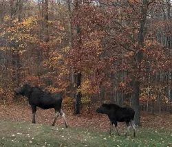 10_mom_and_calf.jpg