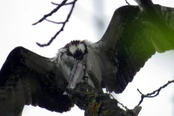 10_osprey_hoard_web.jpg