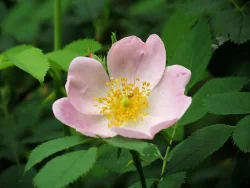 10_pasture_rose.jpg