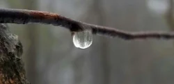 Raindrop Photo: Tammis Coffin