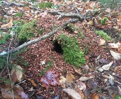 11-28-15-squirrel-midden_web7.jpg