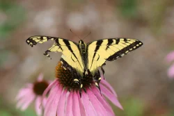 Broken wing Photo: Jack Saul
