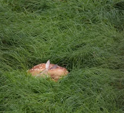 11_SleepingFawnTig.jpg