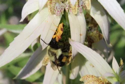 Ambush bug Photo: Jack Saul