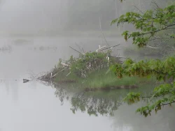 11_beaver_lodge_june.jpg