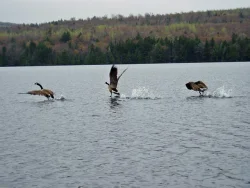 11_canada_geese_doing_the_hustle.jpg