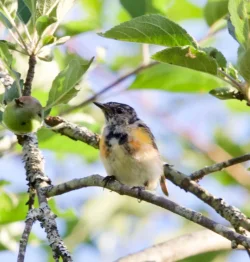 Fledging redstart Photo: Anonymous