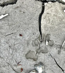 Fox tracks Photo: Pat Liddle