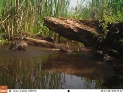 11_green_heron.jpg Photo: Northern Woodlands