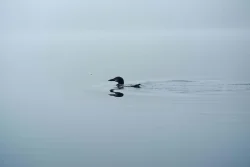 Loon Photo: Hanna Holcomb
