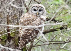 Owl Photo: Karinne Heise