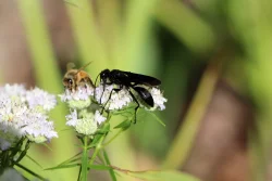 Black insect Photo: Jack Saul