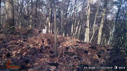 Crows on Game Cam Photo: Bonnie Honaberger
