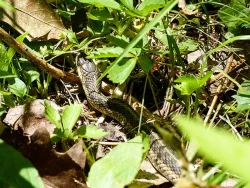 12_garter_snake_sm.jpg