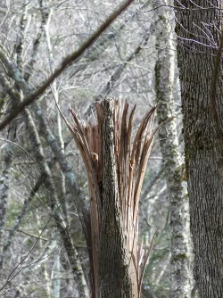 12_splintered_tree_sm.jpg