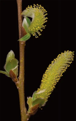 12_white_willow.jpg Photo: Jerry Jenkins