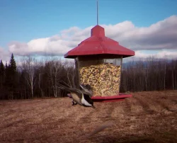 13_Chickadee-action-shot.jpg