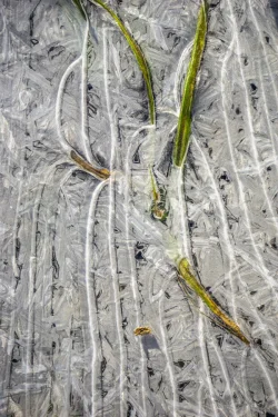 Ice Puddle Photo: John Snell