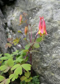 Red Columbine Photo: Douglas McGrady
