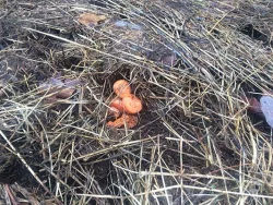 13_Vole_carrots_web.jpg