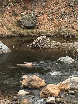 13_beaver_lodge.jpg