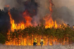 Prescribed burn Photo: Joel R. Carlson
