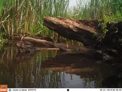 13_green_heron.jpg Photo: Northern Woodlands